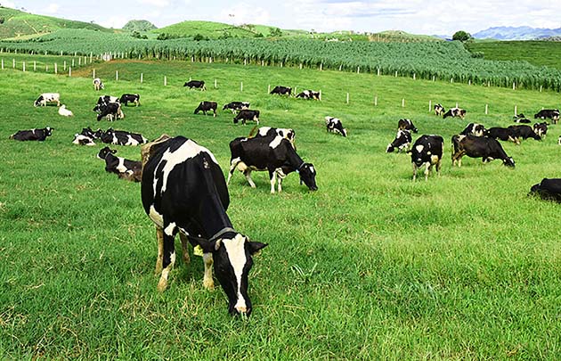 Đàn bò sữa New Zealand 